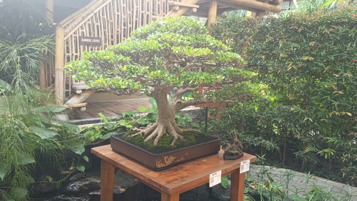 Salah satu Bonsai yang dipamerkan.