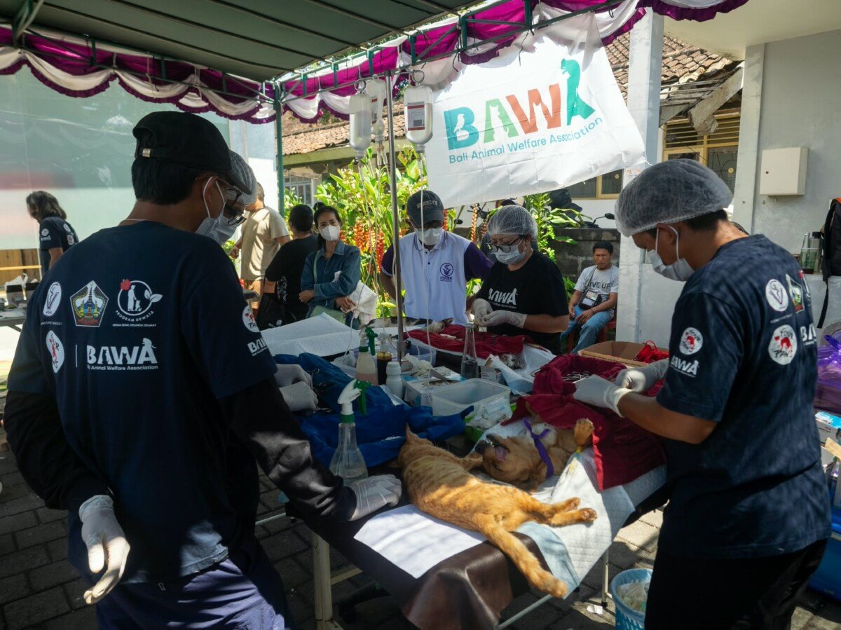 Pemkab Bangli bersama BAWA dan FOUR PAWS memperkuat pencegahan rabies melalui pendekatan One Health, edukasi masyarakat, serta layanan vaksinasi dan sterilisasi hewan gratis.