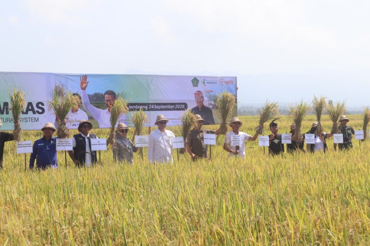 Panen Padi PM-AAS di Jembrana Tembus 10-11 Ton per Hektare, Naik hingga 50 Persen Panen Padi PM-AAS di Jembrana Tembus 10-11 Ton per Hektare, Naik hingga 50 Persen