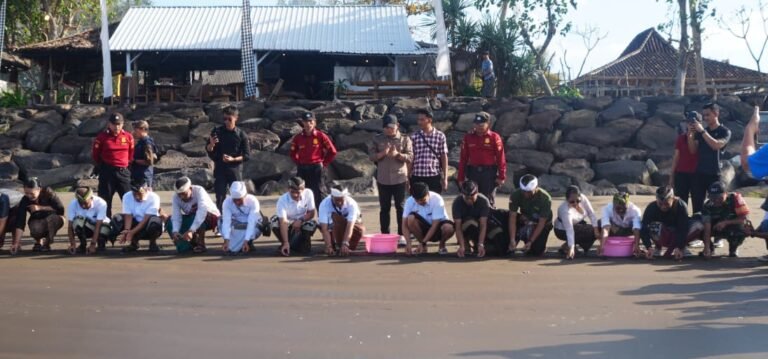 Peringatan Hari Tumpek Uye atau Tumpek Kandang di Kabupaten Jembrana diisi dengan kegiatan pelestarian penyu. Sebanyak 200 ekor tukik dilepasliarkan di kawasan Konservasi Penyu Kurma Asih, Desa Perancak, Kecamatan Jembrana, Sabtu 5 September 2026.