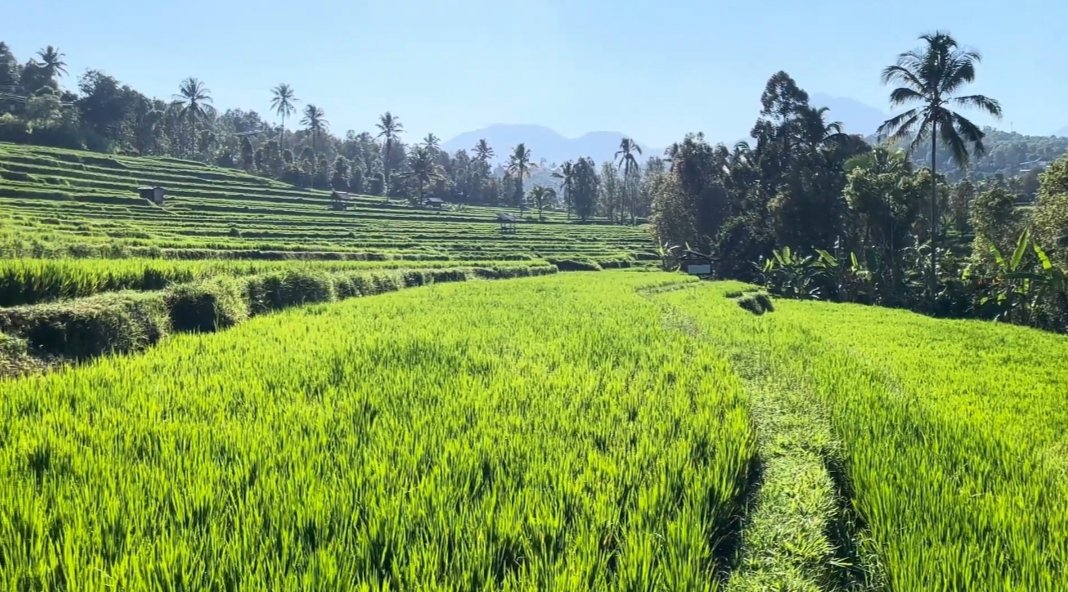 Pemandangan persawahan dan kawasan perbukitan yang menjadi salah satu potensi wisata Desa Bengkel. Pemandangan persawahan dan kawasan perbukitan yang menjadi salah satu potensi wisata Desa Bengkel.