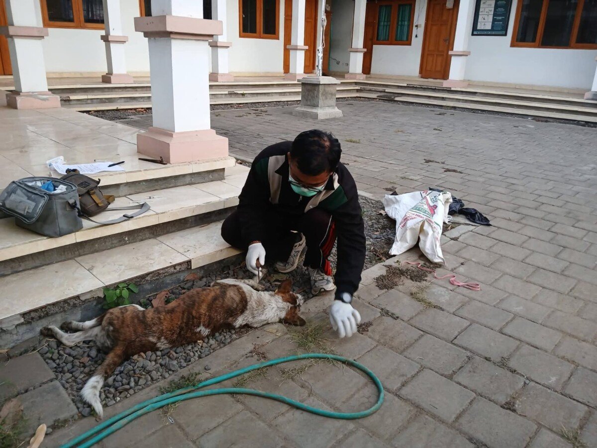 Petugas saat melakukan pengambilan sampel anjing yang menggigit lima warga di Desa Sudaji, Kecamatan Sawan, Buleleng. Petugas saat melakukan pengambilan sampel anjing yang menggigit lima warga di Desa Sudaji, Kecamatan Sawan, Buleleng.
