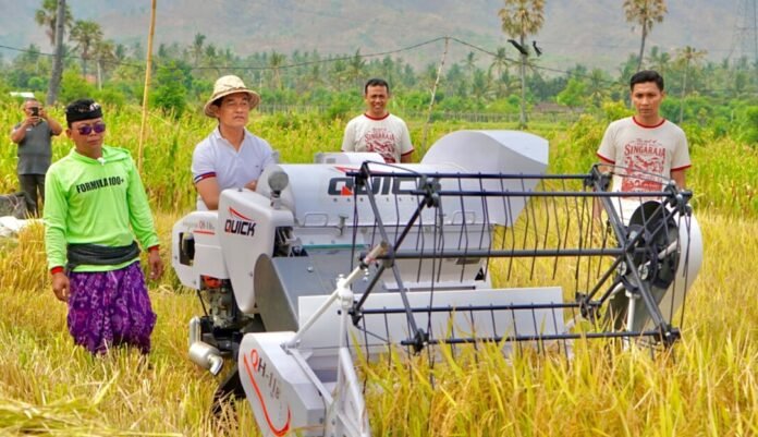 Panen Padi di Buleleng Capai 10,576 Ton per Hektare, Bridantara 8 Diuji Saat Kemarau Panen Padi di Buleleng Capai 10,576 Ton per Hektare, Bridantara 8 Diuji Saat Kemarau