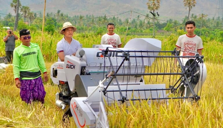 Panen Padi di Buleleng Capai 10,576 Ton per Hektare, Bridantara 8 Diuji Saat Kemarau